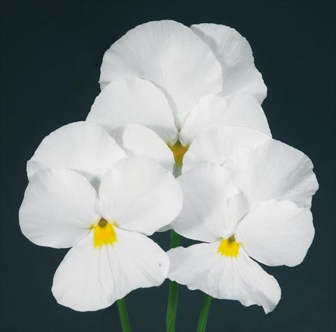 foto van een variëteit aan bloemen, te gebruiken als: Pot - en perkplant Viola wittrockiana Pandora Pure White