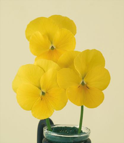foto van een variëteit aan bloemen, te gebruiken als: Pot - en perkplant Viola wittrockiana Pandora Pure Yellow