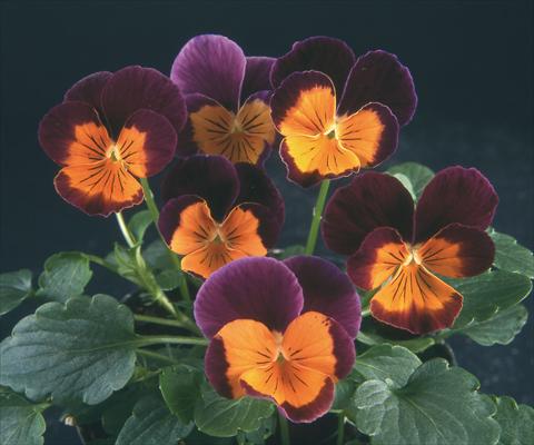 foto van een variëteit aan bloemen, te gebruiken als: Pot - en perkplant Viola wittrockiana Pandora Purple W Orange Face
