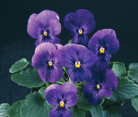 foto van een variëteit aan bloemen, te gebruiken als: Pot - en perkplant Viola wittrockiana Pandora Purple