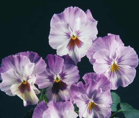 foto van een variëteit aan bloemen, te gebruiken als: Pot - en perkplant Viola wittrockiana Pandora Rainbow Celestiale