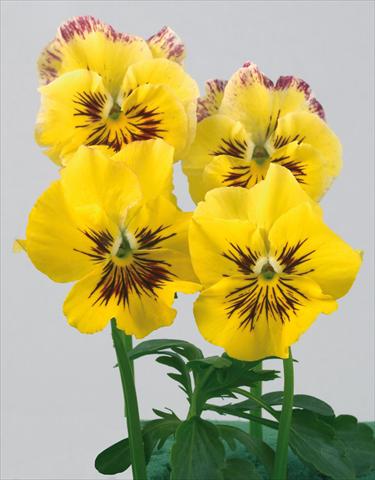 foto van een variëteit aan bloemen, te gebruiken als: Pot - en perkplant Viola wittrockiana Pandora Rainbow Sole