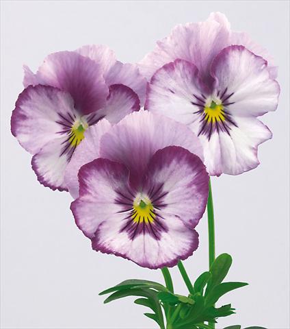 foto van een variëteit aan bloemen, te gebruiken als: Pot - en perkplant Viola wittrockiana Pandora Rainbow Stupendo