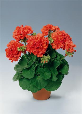 foto van een variëteit aan bloemen, te gebruiken als: Potplant, perkplant, patioplant Pelargonium zonale pac® Perlenkette Orange