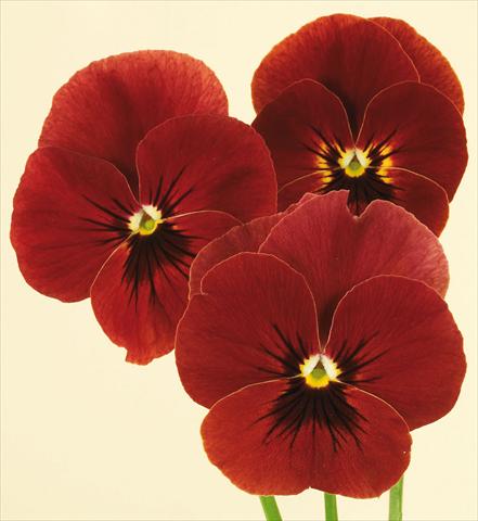 foto van een variëteit aan bloemen, te gebruiken als: Pot - en perkplant Viola wittrockiana Pandora Red Moon