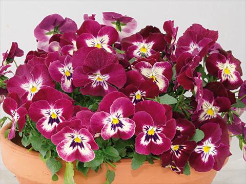 foto van een variëteit aan bloemen, te gebruiken als: Pot - en perkplant Viola wittrockiana Pandora Rose Tricolor
