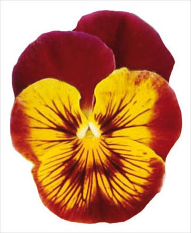 foto van een variëteit aan bloemen, te gebruiken als: Pot - en perkplant Viola wittrockiana Pandora Tiger Face