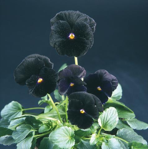foto van een variëteit aan bloemen, te gebruiken als: Pot - en perkplant Viola wittrockiana Pandora Violet Black