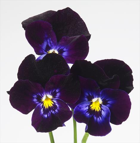 foto van een variëteit aan bloemen, te gebruiken als: Pot - en perkplant Viola wittrockiana Pandora Violet Moon