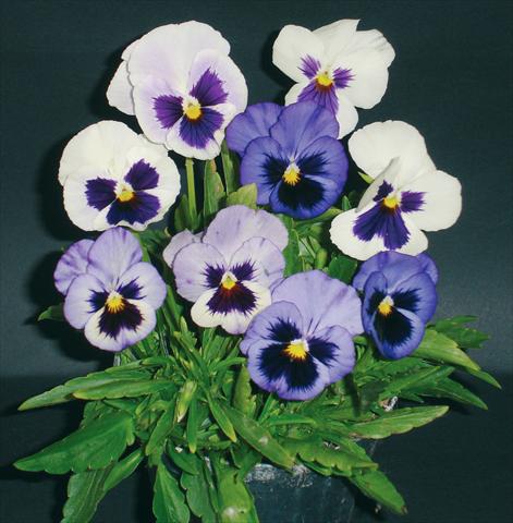 foto van een variëteit aan bloemen, te gebruiken als: Pot - en perkplant Viola wittrockiana Pandora White 2 Blue W Blotch