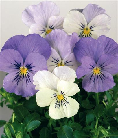 foto van een variëteit aan bloemen, te gebruiken als: Pot - en perkplant Viola wittrockiana Pandora White 2 Blue