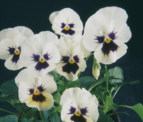 foto van een variëteit aan bloemen, te gebruiken als: Pot - en perkplant Viola wittrockiana Pandora White W Blotch