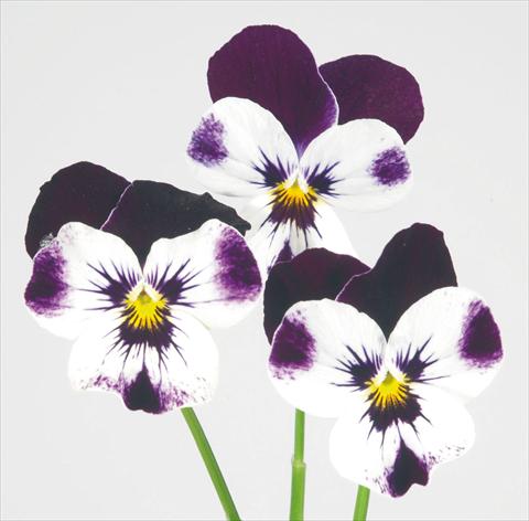foto van een variëteit aan bloemen, te gebruiken als: Pot - en perkplant Viola wittrockiana Pandora White W Purple Top