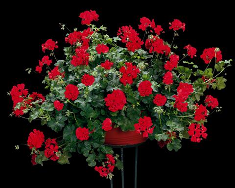 foto van een variëteit aan bloemen, te gebruiken als: Perkplant, patioplant, korfplant Pelargonium peltatum pac® Scarletit