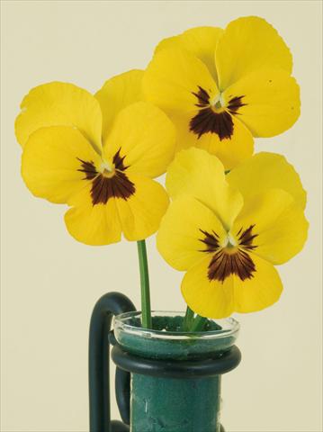 foto van een variëteit aan bloemen, te gebruiken als: Pot - en perkplant Viola wittrockiana Pandora Yellow W Blotch