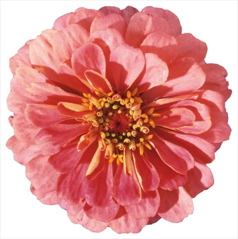 foto van een variëteit aan bloemen, te gebruiken als: Perkplant / Borders Zinnia elegans Master Pink