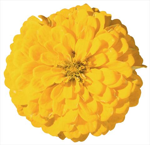 foto van een variëteit aan bloemen, te gebruiken als: Perkplant / Borders Zinnia elegans Master Yellow