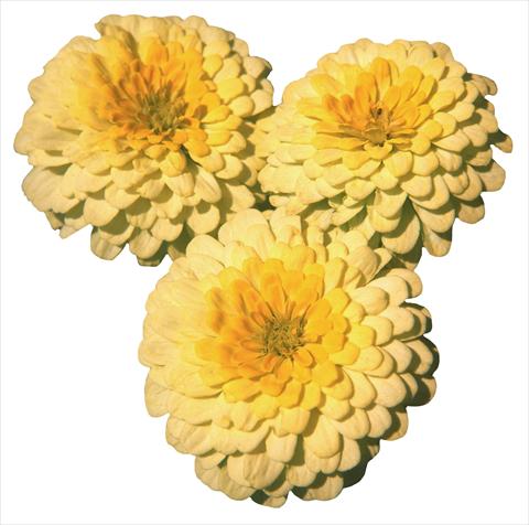 foto van een variëteit aan bloemen, te gebruiken als: Perkplant / Borders Zinnia elegans Topolino Lemon 2 Yellow