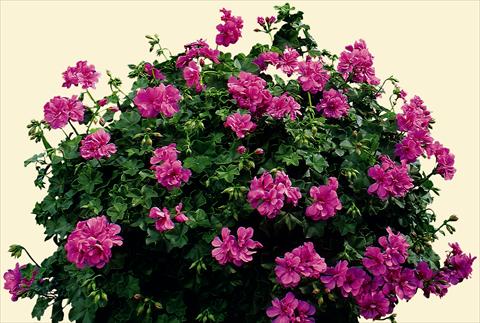 foto van een variëteit aan bloemen, te gebruiken als: Perkplant, patioplant, korfplant Pelargonium peltatum pac® Amelit