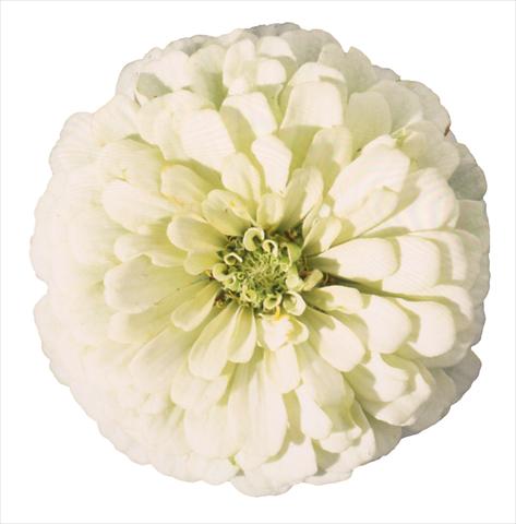 foto van een variëteit aan bloemen, te gebruiken als: Perkplant / Borders Zinnia elegans Topolino White