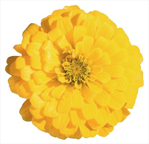 foto van een variëteit aan bloemen, te gebruiken als: Perkplant / Borders Zinnia elegans Topolino Yellow