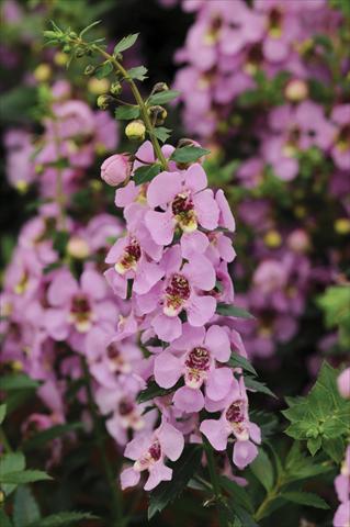 foto van een variëteit aan bloemen, te gebruiken als: Potplant, perkplant, patioplant, korfplant Angelonia Archangel Pink