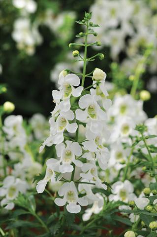 foto van een variëteit aan bloemen, te gebruiken als: Potplant, perkplant, patioplant, korfplant Angelonia Archangel White