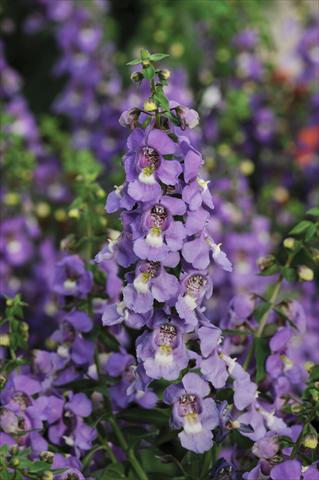 foto van een variëteit aan bloemen, te gebruiken als: Potplant, perkplant, patioplant, korfplant Angelonia Serena™ Blue
