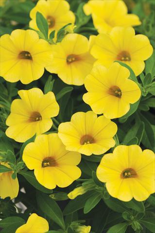 foto van een variëteit aan bloemen, te gebruiken als: Potplant, perkplant, patioplant, korfplant Calibrachoa Cabaret™ Yellow