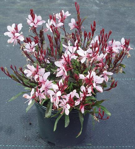 foto van een variëteit aan bloemen, te gebruiken als: Perkplant / Borders Gaura lindheimeri Gaudi™ Pink