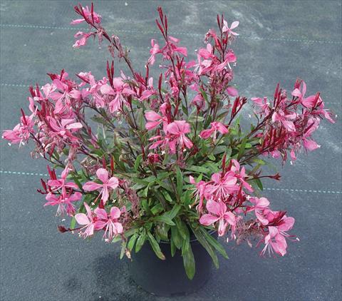 foto van een variëteit aan bloemen, te gebruiken als: Perkplant / Borders Gaura lindheimeri Gaudi™ Rose