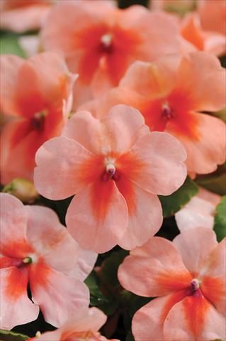 foto van een variëteit aan bloemen, te gebruiken als: Pot - en perkplant Impatiens walleriana DeZire™ F1 Peach Splash