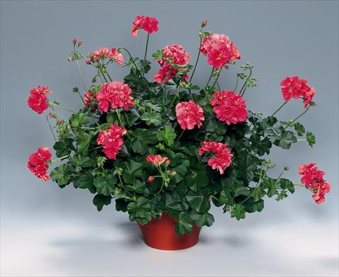 foto van een variëteit aan bloemen, te gebruiken als: Perkplant, patioplant, korfplant Pelargonium peltatum pac® Apricot