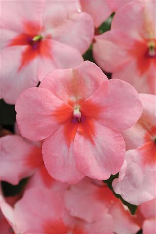 foto van een variëteit aan bloemen, te gebruiken als: Pot - en perkplant Impatiens walleriana DeZire™ F1 Pink Splash