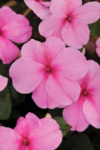 foto van een variëteit aan bloemen, te gebruiken als: Pot - en perkplant Impatiens walleriana Impreza™ Pink