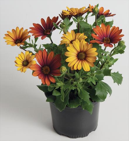 foto van een variëteit aan bloemen, te gebruiken als: Pot - en perkplant Osteospermum ecklonis Astra™ Fire