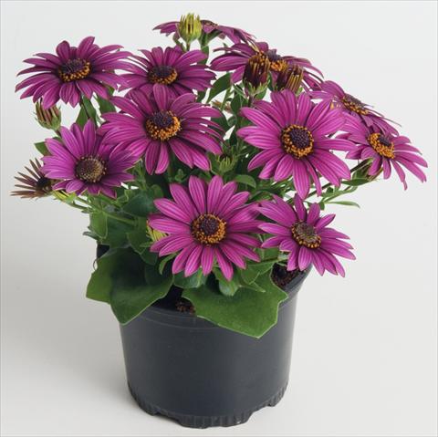 foto van een variëteit aan bloemen, te gebruiken als: Pot - en perkplant Osteospermum ecklonis Astra™ Purple