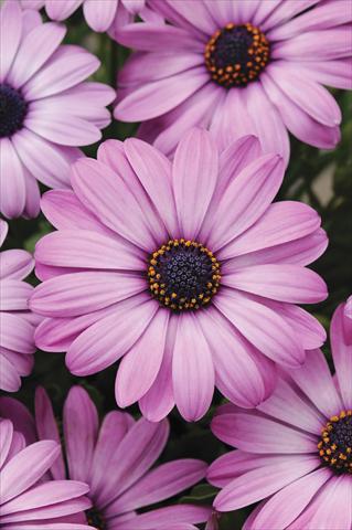 foto van een variëteit aan bloemen, te gebruiken als: Pot - en perkplant Osteospermum Akila™ Lavender Shades
