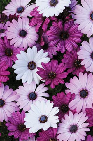 foto van een variëteit aan bloemen, te gebruiken als: Pot - en perkplant Osteospermum Akila™ Mix