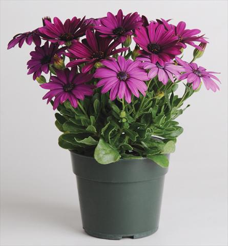 foto van een variëteit aan bloemen, te gebruiken als: Pot - en perkplant Osteospermum Akila™ Purple