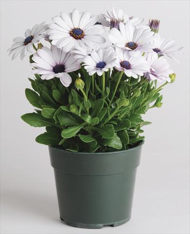 foto van een variëteit aan bloemen, te gebruiken als: Pot - en perkplant Osteospermum Akila™ White