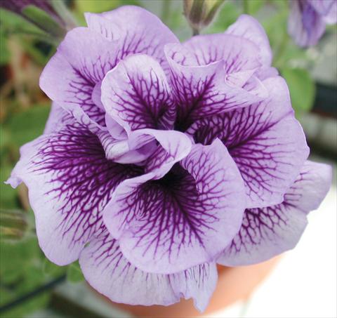 foto van een variëteit aan bloemen, te gebruiken als: Potplant, perkplant, patioplant, korfplant Petunia Viva® Double Purple Vein