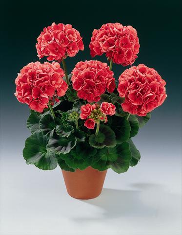 foto van een variëteit aan bloemen, te gebruiken als: Potplant, perkplant, patioplant Pelargonium zonale pac® Bergpalais