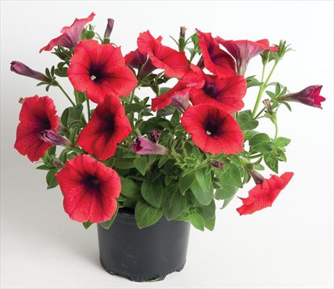 foto van een variëteit aan bloemen, te gebruiken als: Potplant, perkplant, patioplant, korfplant Petunia Viva® Exclusive Fire