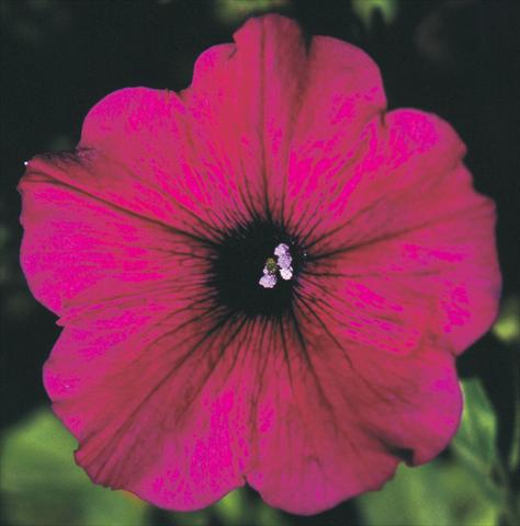 foto van een variëteit aan bloemen, te gebruiken als: Potplant, perkplant, patioplant, korfplant Petunia Viva® Exclusive Purple