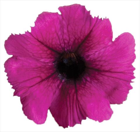 foto van een variëteit aan bloemen, te gebruiken als: Potplant, perkplant, patioplant, korfplant Petunia Viva® Select Burgundy