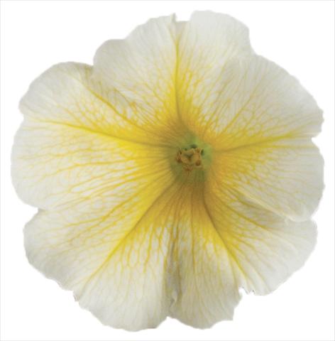 foto van een variëteit aan bloemen, te gebruiken als: Potplant, perkplant, patioplant, korfplant Petunia Viva® Select Yellow 2012