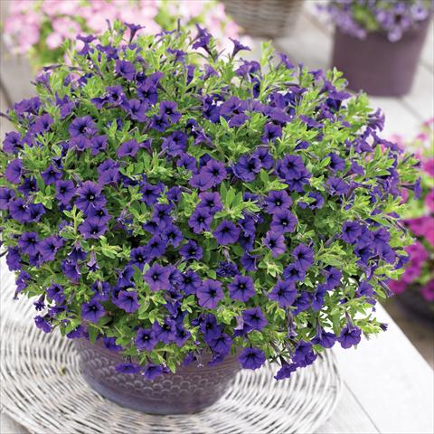 foto van een variëteit aan bloemen, te gebruiken als: Potplant, perkplant, patioplant, korfplant Petunia Vivini™ Blue