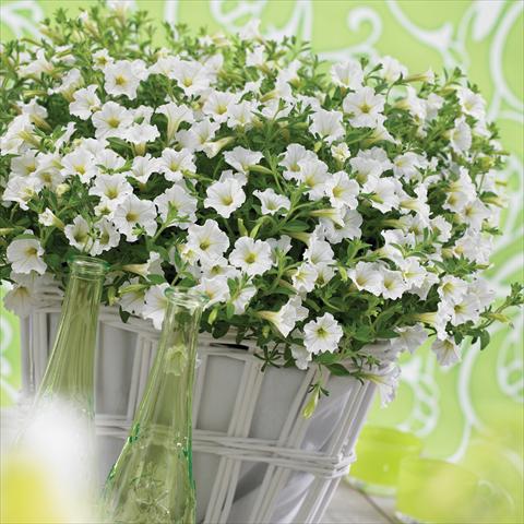foto van een variëteit aan bloemen, te gebruiken als: Potplant, perkplant, patioplant, korfplant Petunia Vivini™ White