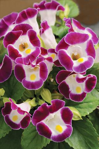 foto van een variëteit aan bloemen, te gebruiken als: Potplant, perkplant, patioplant Torenia Kauai™ Burgundy